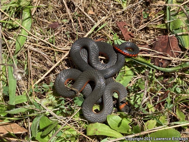 Pacific Ring-necked Snake (Diadophis punctatus amabilis)