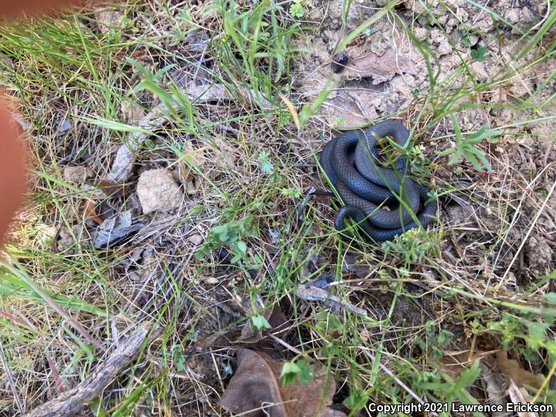 Pacific Ring-necked Snake (Diadophis punctatus amabilis)