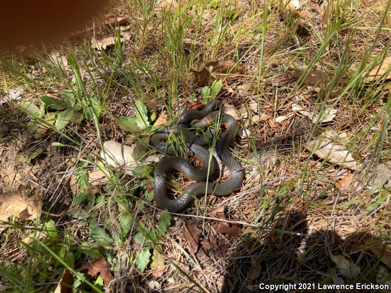 Pacific Ring-necked Snake (Diadophis punctatus amabilis)