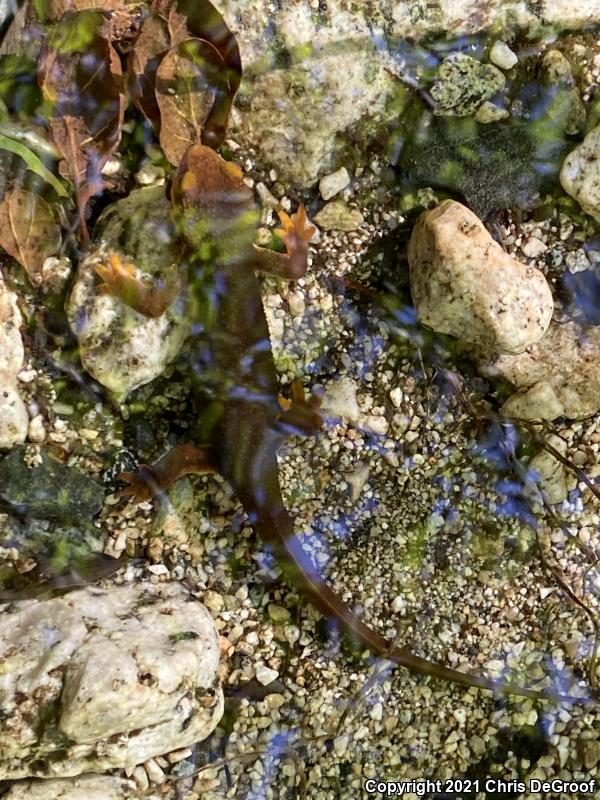 California Newt (Taricha torosa)