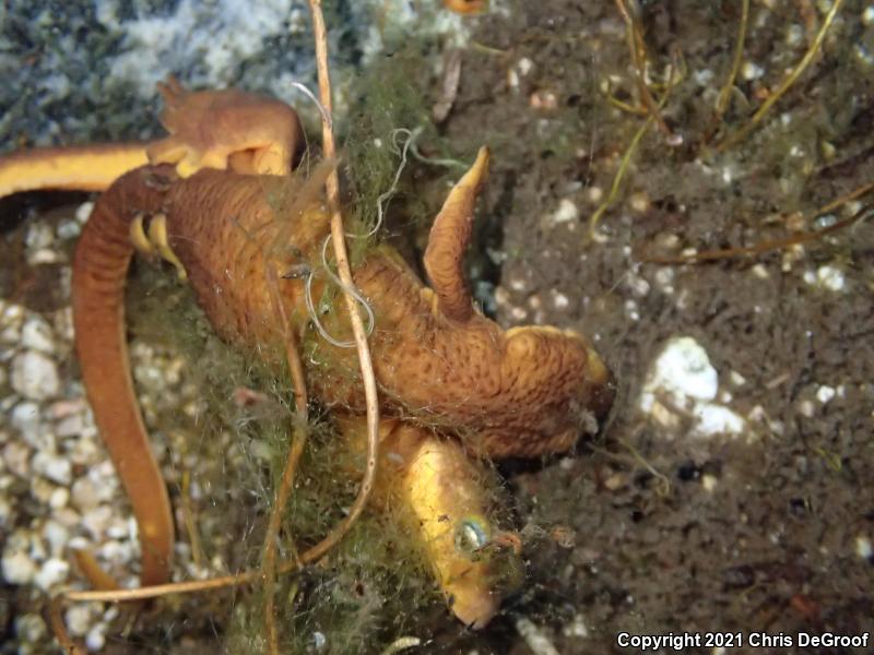 California Newt (Taricha torosa)