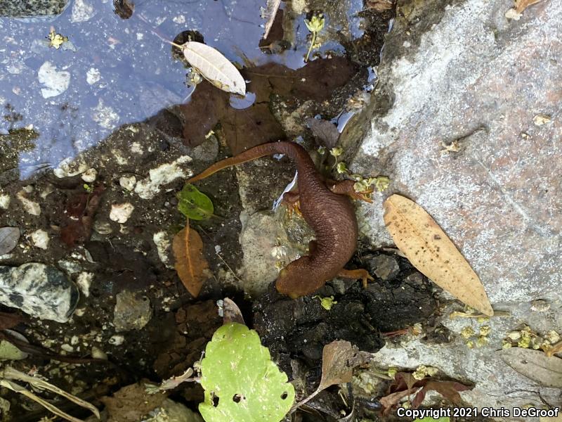 California Newt (Taricha torosa)