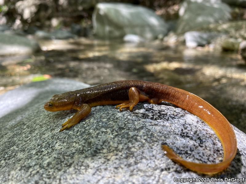 California Newt (Taricha torosa)