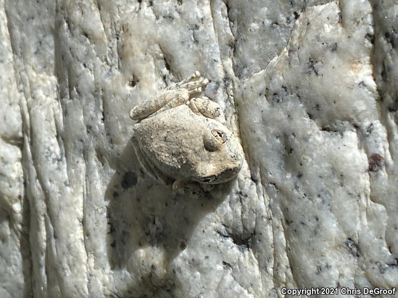 California Treefrog (Pseudacris cadaverina)