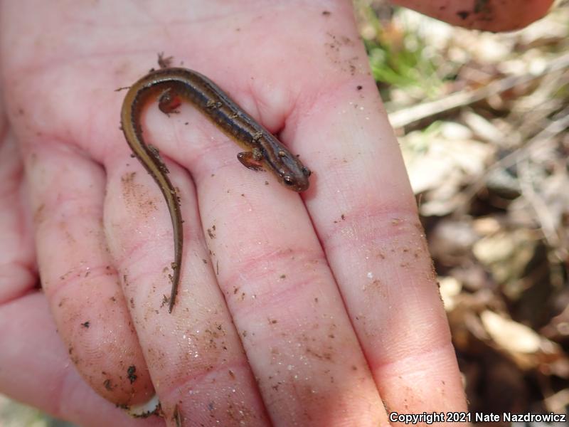 Northern Two-lined Salamander (Eurycea bislineata)