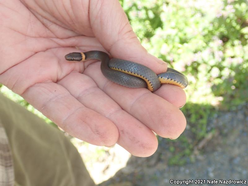 Northern Ring-necked Snake (Diadophis punctatus edwardsii)