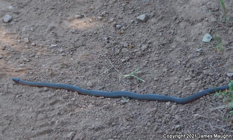 Pacific Ring-necked Snake (Diadophis punctatus amabilis)