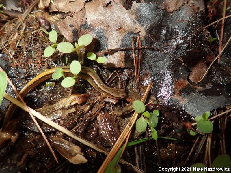 Northern Two-lined Salamander (Eurycea bislineata)