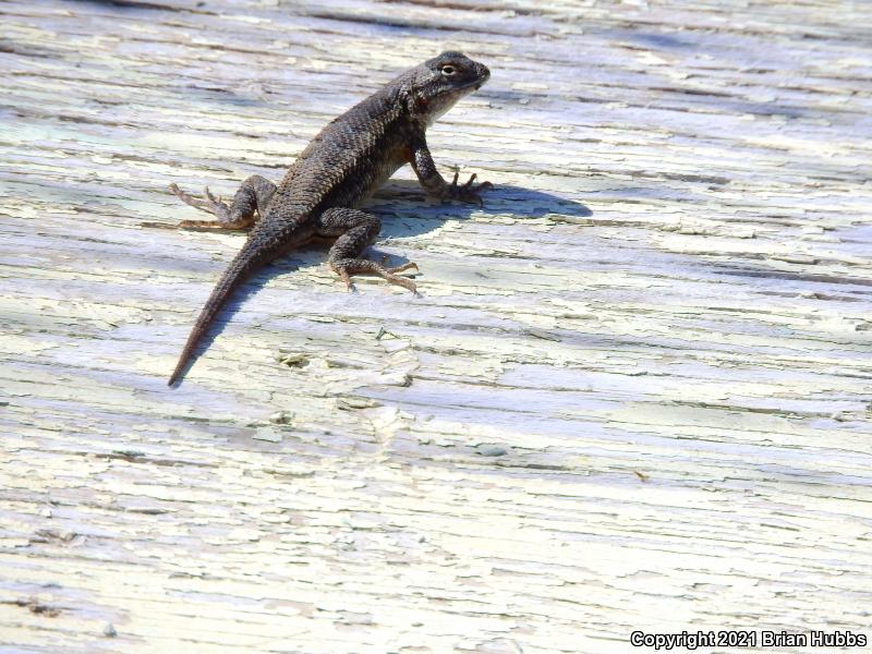 NorthWestern Fence Lizard (Sceloporus occidentalis occidentalis)