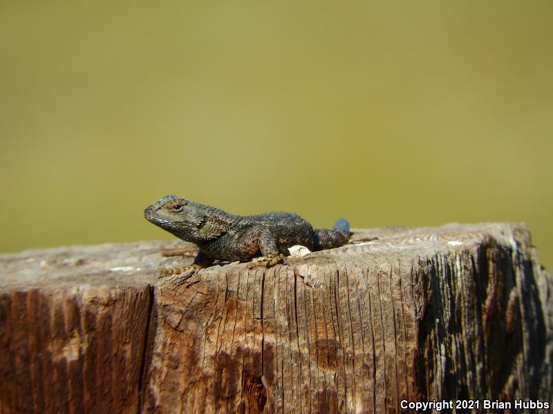 NorthWestern Fence Lizard (Sceloporus occidentalis occidentalis)