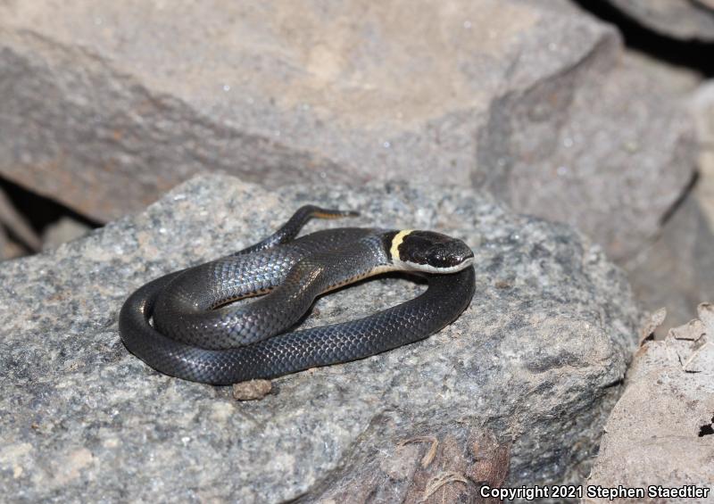 Northern Ring-necked Snake (Diadophis punctatus edwardsii)