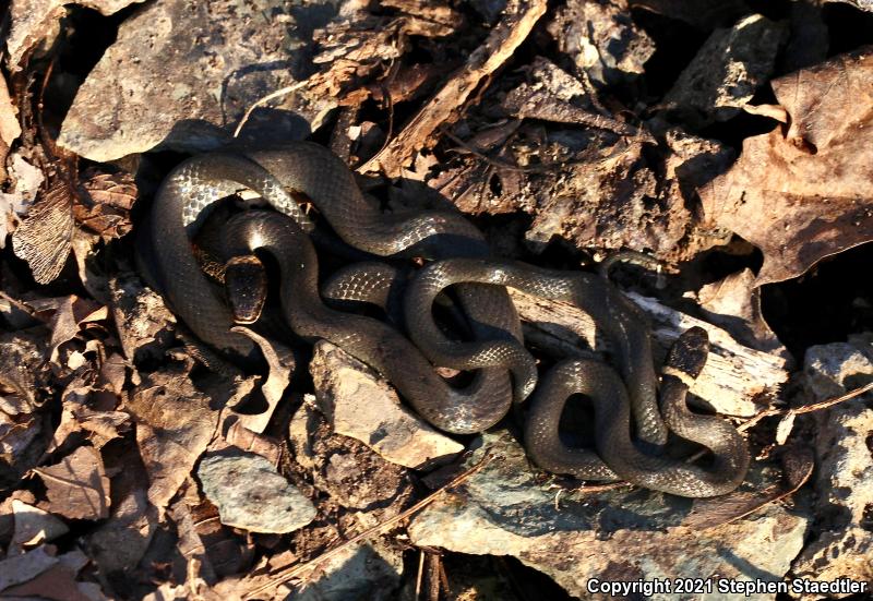 Northern Ring-necked Snake (Diadophis punctatus edwardsii)