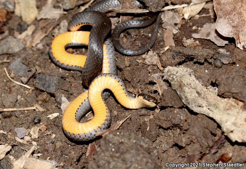 Northern Ring-necked Snake (Diadophis punctatus edwardsii)