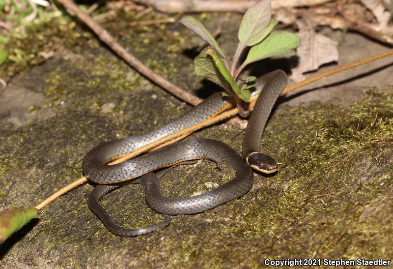 Northern Ring-necked Snake (Diadophis punctatus edwardsii)