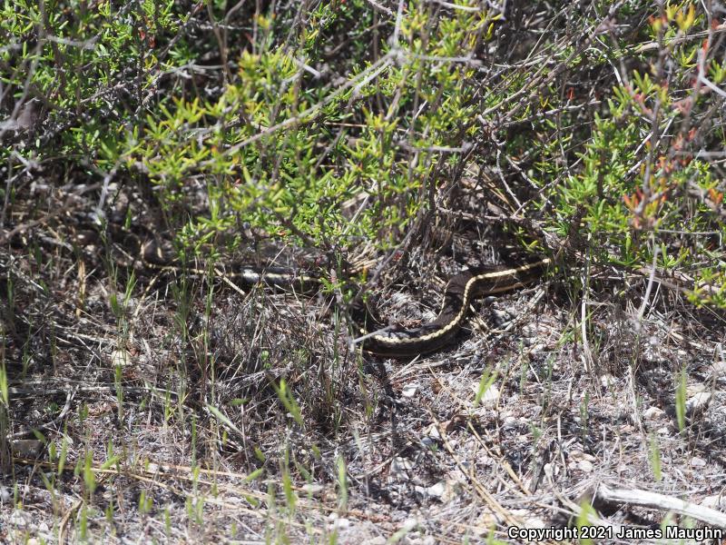 California Striped Racer (Coluber lateralis lateralis)