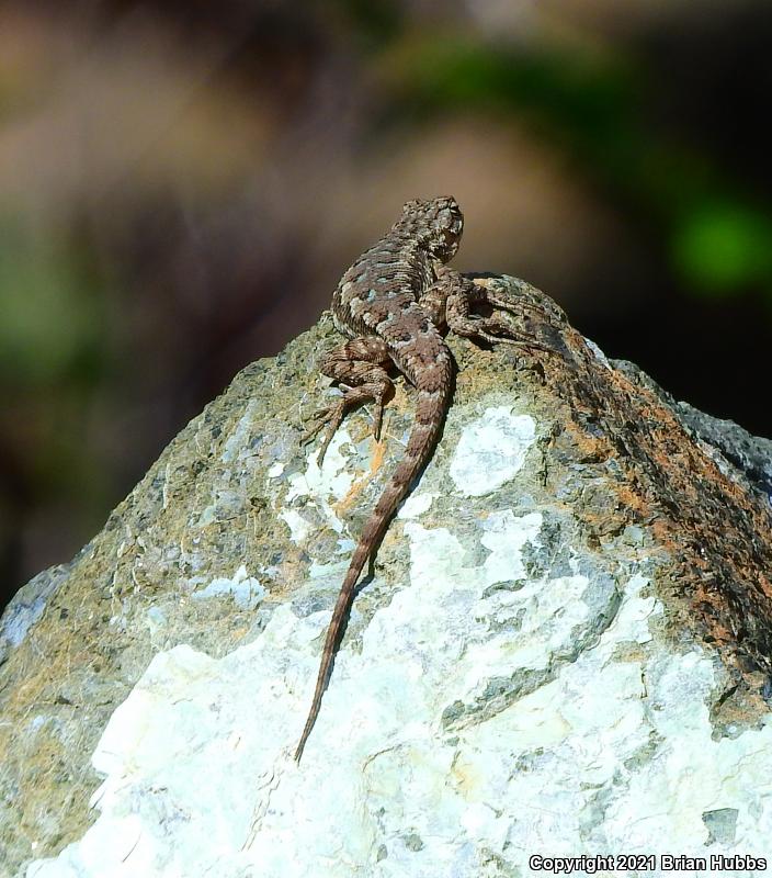 NorthWestern Fence Lizard (Sceloporus occidentalis occidentalis)