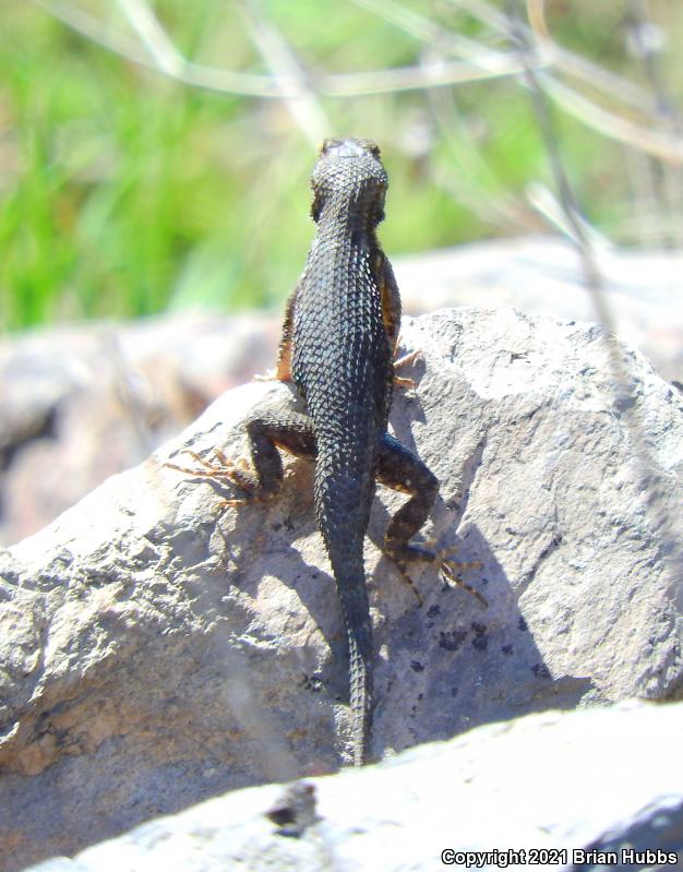 NorthWestern Fence Lizard (Sceloporus occidentalis occidentalis)