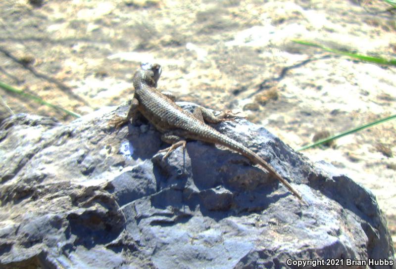 NorthWestern Fence Lizard (Sceloporus occidentalis occidentalis)