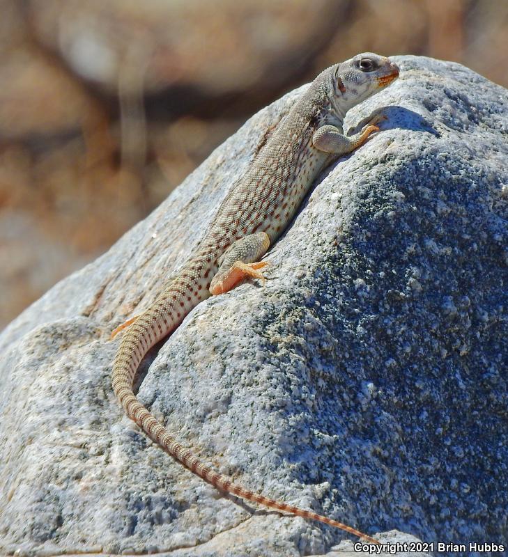 Northern Desert Iguana (Dipsosaurus dorsalis dorsalis)