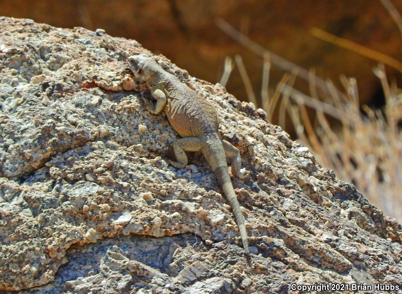 Common Chuckwalla (Sauromalus ater)