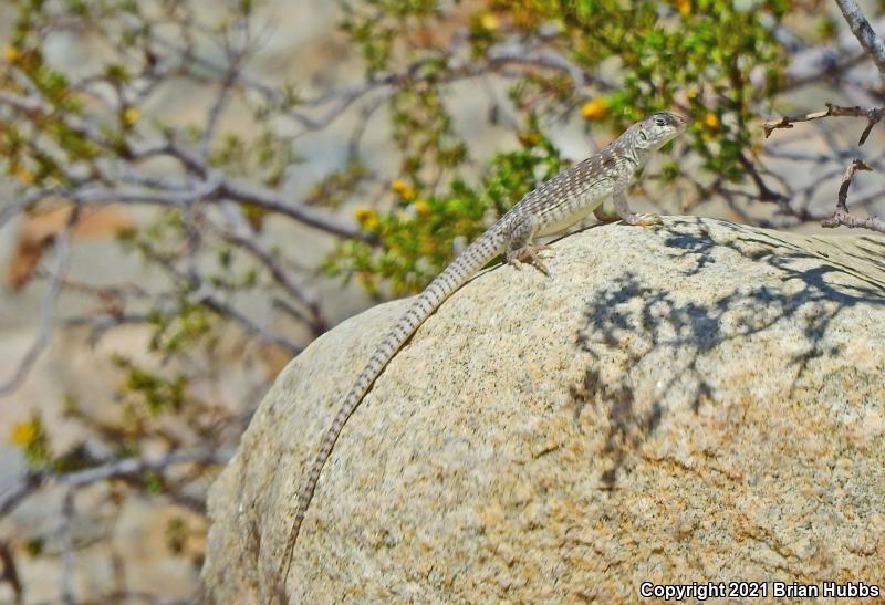 Northern Desert Iguana (Dipsosaurus dorsalis dorsalis)