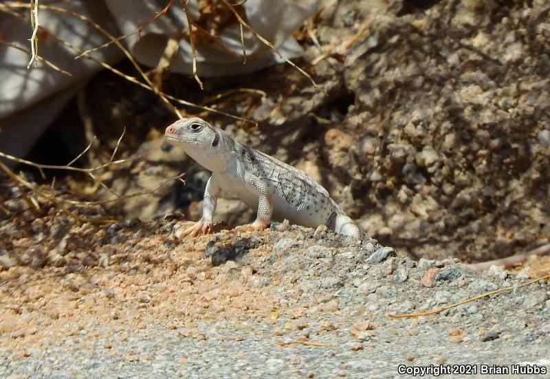 Northern Desert Iguana (Dipsosaurus dorsalis dorsalis)