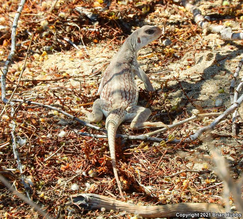 Northern Desert Iguana (Dipsosaurus dorsalis dorsalis)