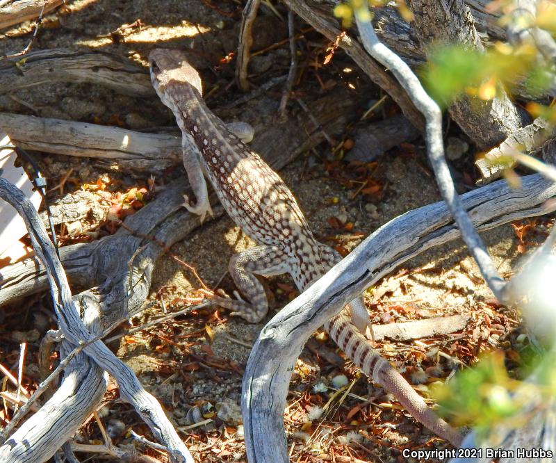 Northern Desert Iguana (Dipsosaurus dorsalis dorsalis)