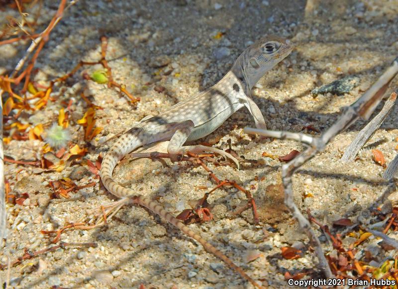 Northern Desert Iguana (Dipsosaurus dorsalis dorsalis)