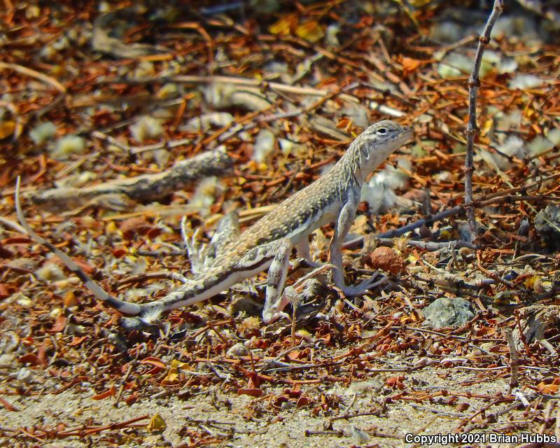 Western Zebra-tailed Lizard (Callisaurus draconoides rhodostictus)