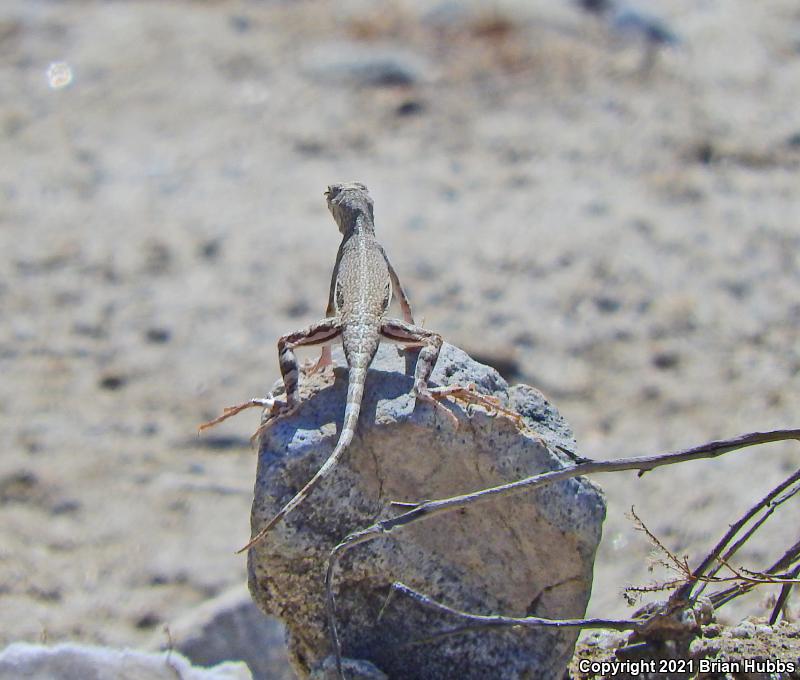 Western Zebra-tailed Lizard (Callisaurus draconoides rhodostictus)