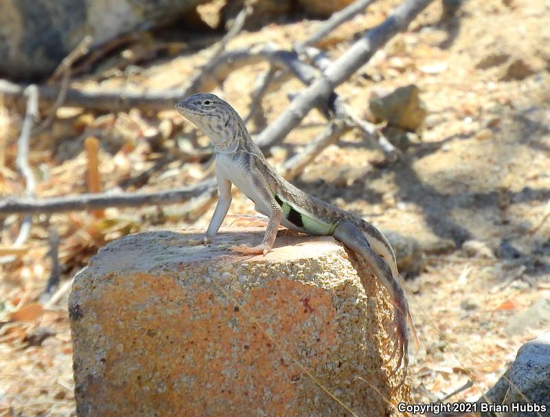 Western Zebra-tailed Lizard (Callisaurus draconoides rhodostictus)