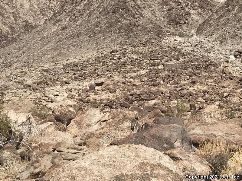 Common Chuckwalla (Sauromalus ater)