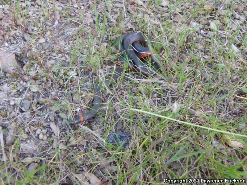 Pacific Ring-necked Snake (Diadophis punctatus amabilis)