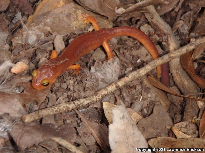 Yellow-eyed Ensatina (Ensatina eschscholtzii xanthoptica)