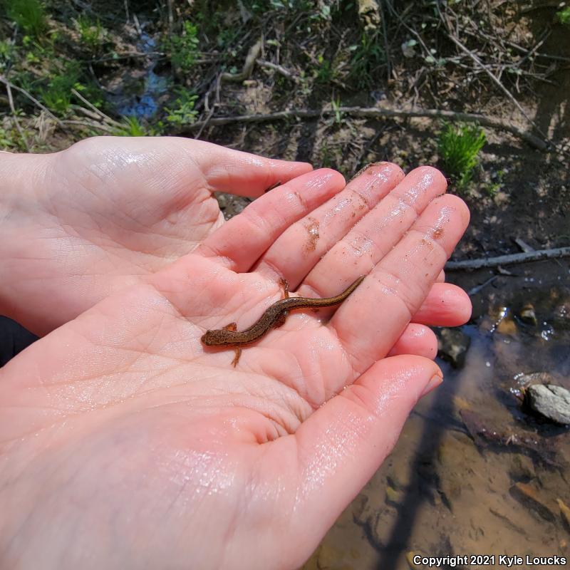 Northern Two-lined Salamander (Eurycea bislineata)