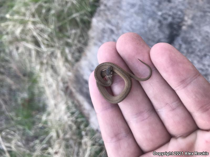 Northern Brownsnake (Storeria dekayi dekayi)