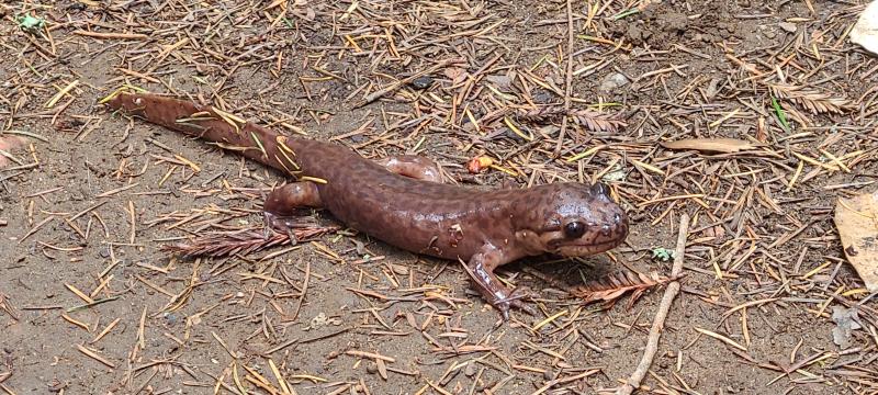 California Giant Salamander (Dicamptodon ensatus)