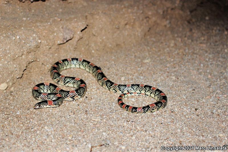 Western Long-nosed Snake (Rhinocheilus lecontei)