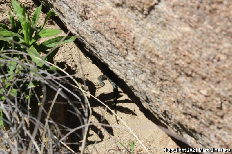 Granite Spiny Lizard (Sceloporus orcutti)