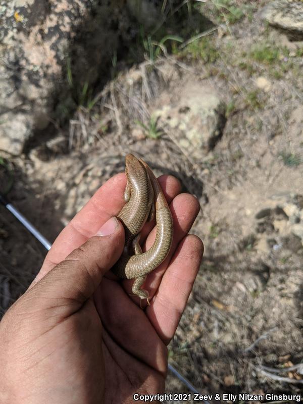 Western Redtail Skink (Plestiodon gilberti rubricaudatus)