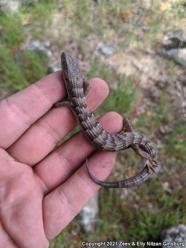 California Alligator Lizard (Elgaria multicarinata multicarinata)