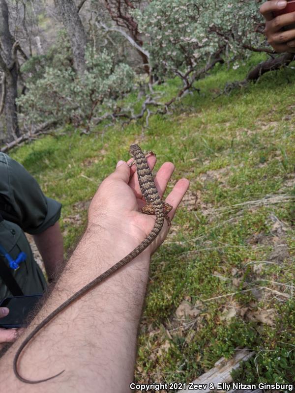 California Alligator Lizard (Elgaria multicarinata multicarinata)