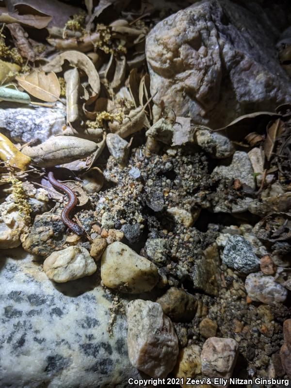 Black-bellied Slender Salamander (Batrachoseps nigriventris)