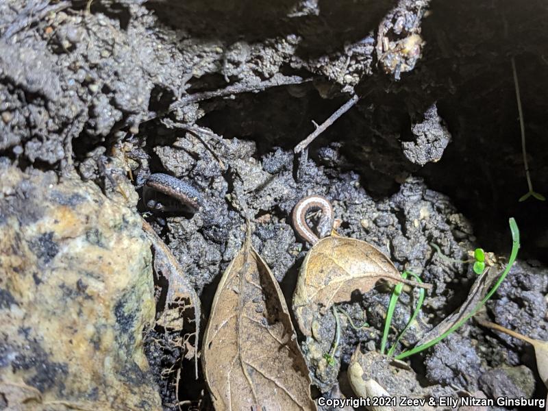 Black-bellied Slender Salamander (Batrachoseps nigriventris)