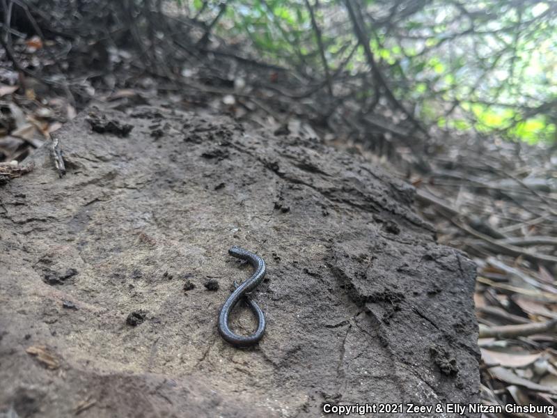 Garden Slender Salamander (Batrachoseps major major)