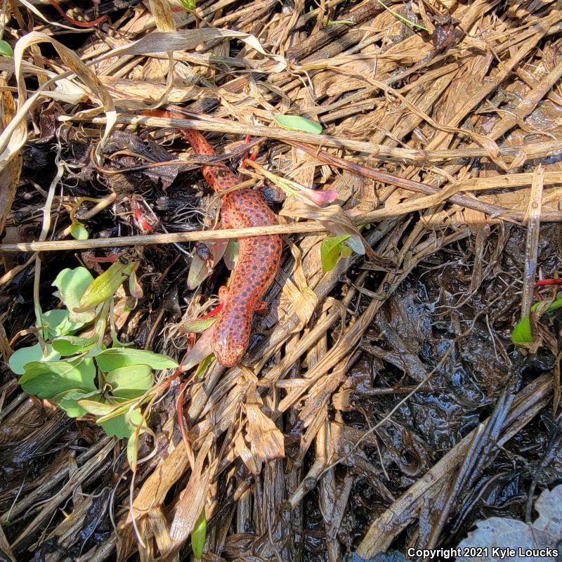 Northern Red Salamander (Pseudotriton ruber ruber)