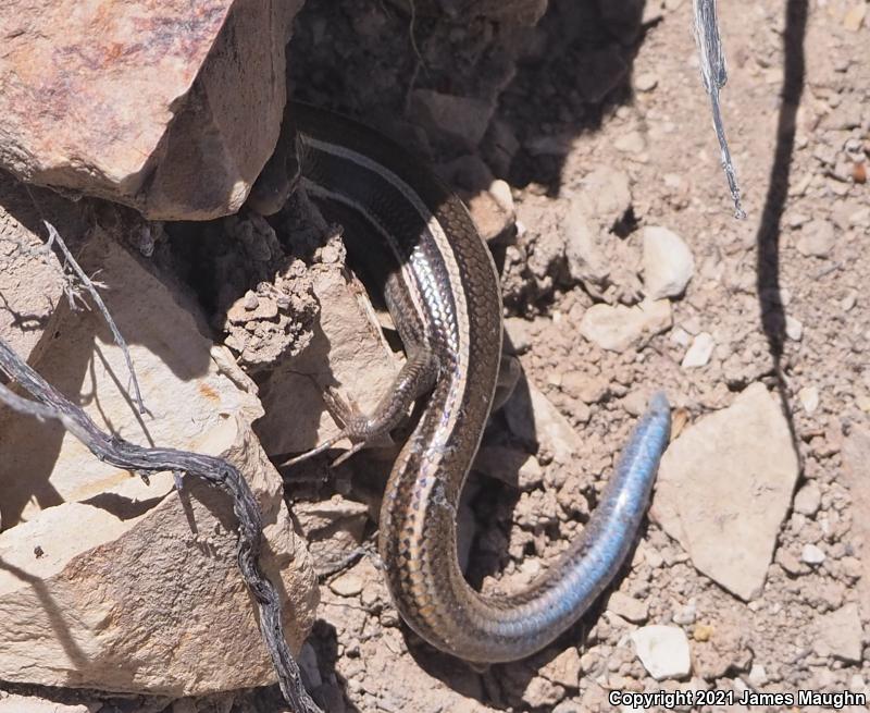 Western Skink (Plestiodon skiltonianus skiltonianus)