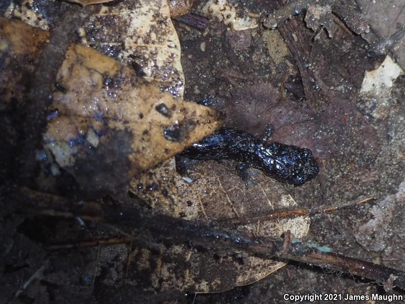 Arboreal Salamander (Aneides lugubris)