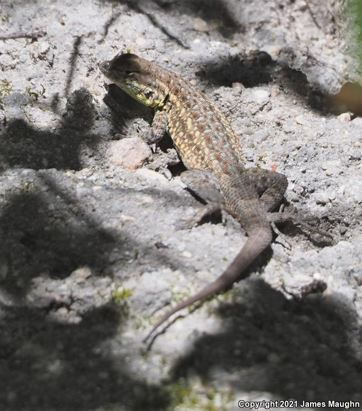 Western Side-blotched Lizard (Uta stansburiana elegans)